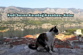 kotor kedileri