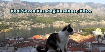 kotor kedileri