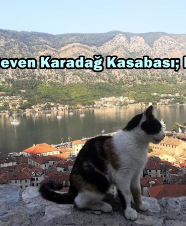 kotor kedileri