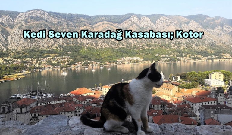 kotor kedileri