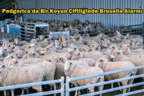 karadağ brusella alarmı