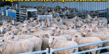 karadağ brusella alarmı