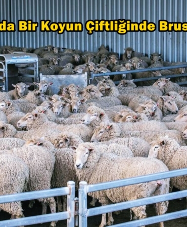 karadağ brusella alarmı