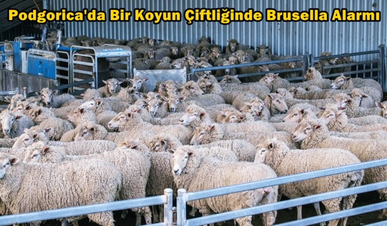 karadağ brusella alarmı