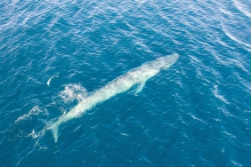 karadağda balina görüldü