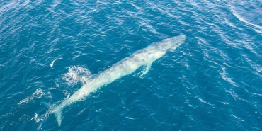 karadağda balina görüldü