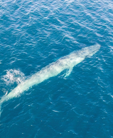 karadağda balina görüldü