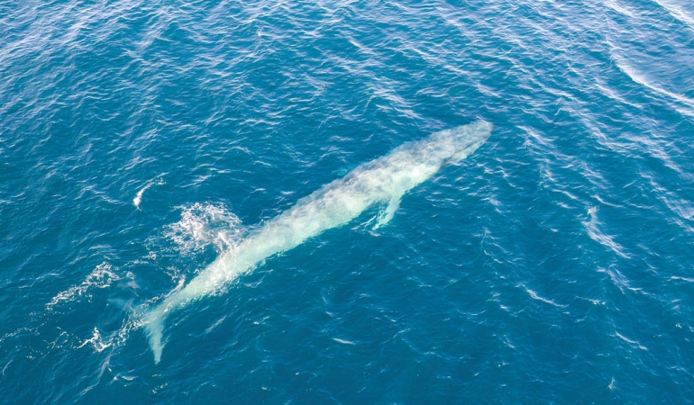 karadağda balina görüldü
