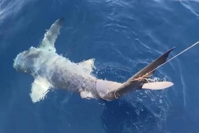 montenegro köpek balığı