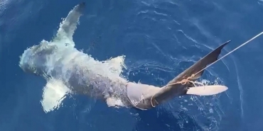 montenegro köpek balığı