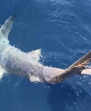 montenegro köpek balığı