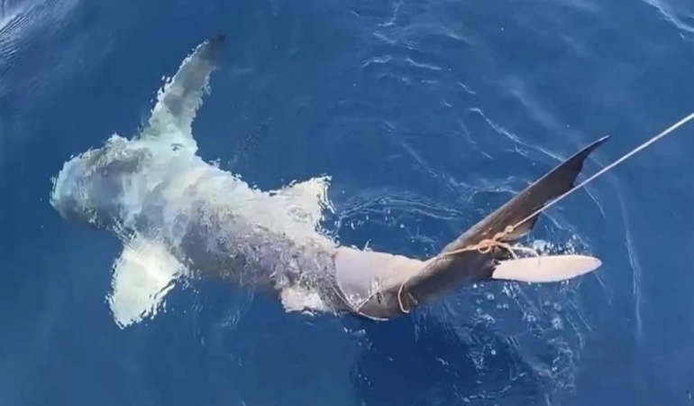 montenegro köpek balığı