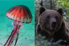 montenegro yabani hayvan