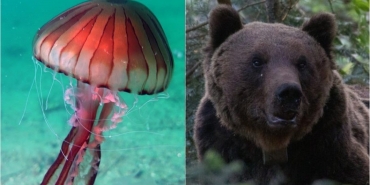 montenegro yabani hayvan