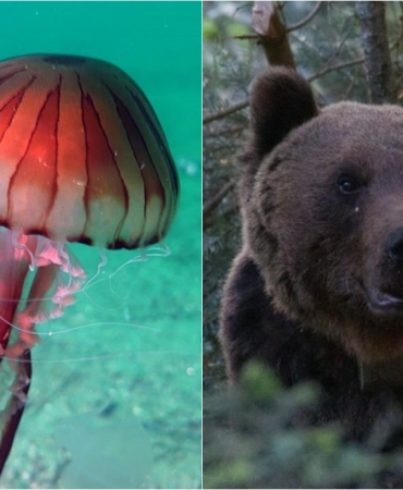 montenegro yabani hayvan