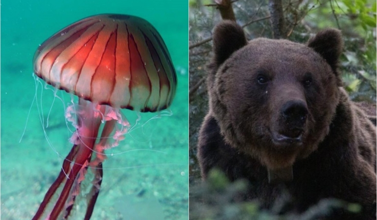 montenegro yabani hayvan