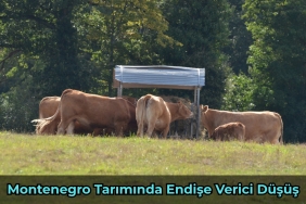 Montenegro'da Kapsamlı İş Bulma Rehberi - 1