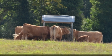 Montenegro'da Kapsamlı İş Bulma Rehberi - 1