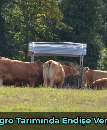 Montenegro'da Kapsamlı İş Bulma Rehberi - 1