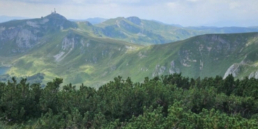 orman yönetimi