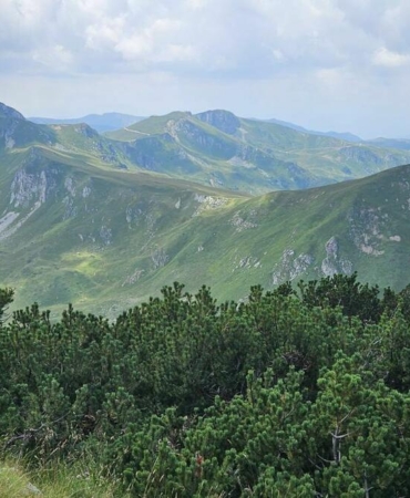 orman yönetimi
