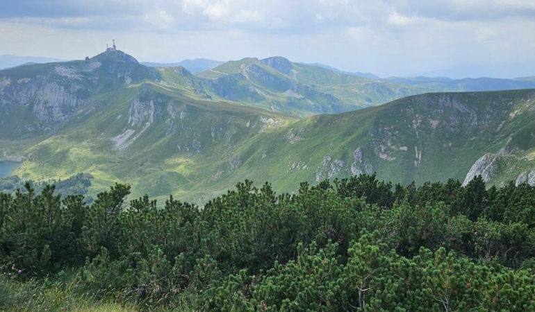 orman yönetimi